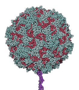 Poliovirus_binding_receptor_1DGI