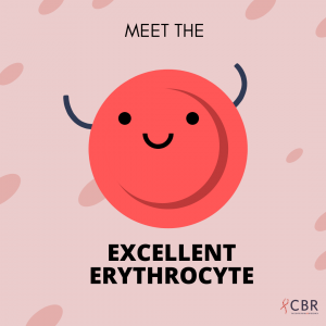 Excellent Erythrocyte (red blood cell)