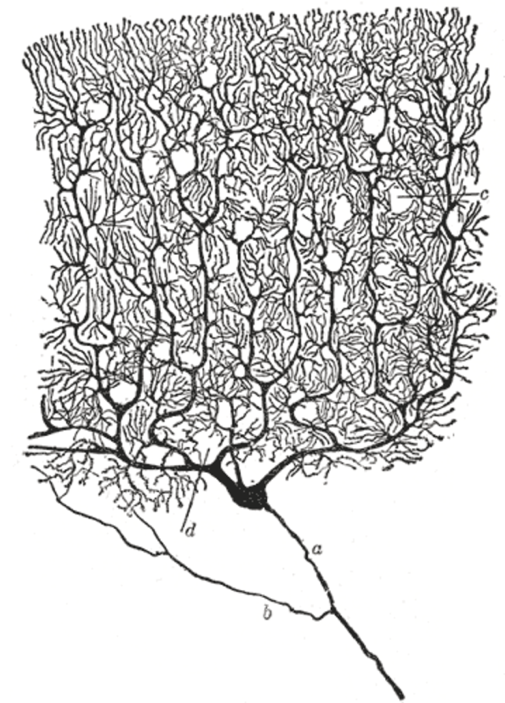 Ink and pencil drawing of a Purkinje cell in the cat's cerebellar cortex by Santiago Ramón y Cajal