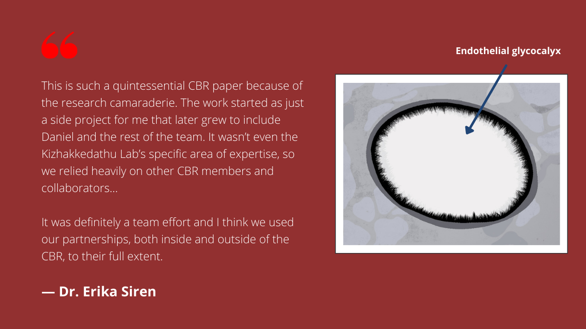 Quote from Dr. Erika Siren that reads: "This is such a quintessential CBR paper because of the research camaraderie. The work started as just a side project for me that later grew to include Daniel and the rest of the team. It wasn’t even the Kizhakkedathu Lab’s specific area of expertise, so we relied heavily on other CBR members and collaborators... It was definitely a team effort and I think we used our partnerships, both inside and outside of the CBR, to their full extent." There is a microscopy image illustration of the endothelial glycocalyx on the right, and the background is red.