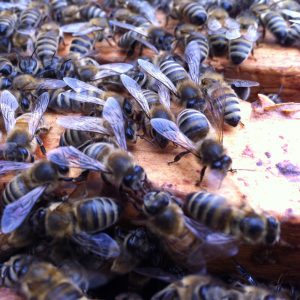 Worker bees. Photo by Dr. Alison McAfee. Used to illustrate research presented at the Entomological Society of America 2021 Conference.