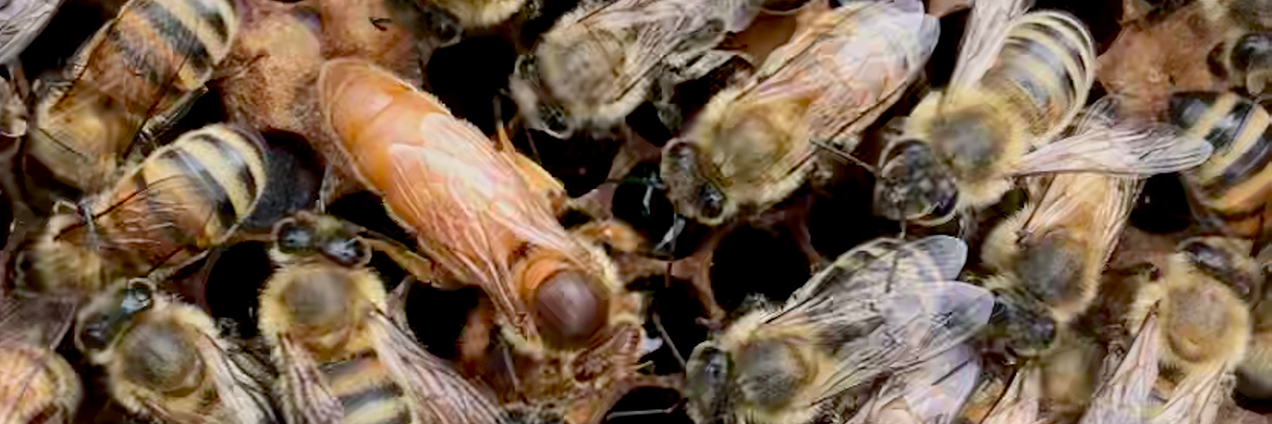 Photo of bees with queen in middle. Photo by Dr. Alison McAfee. Used to illustrate research presented at the Entomological Society of America 2021 Conference.
