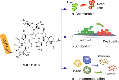Figure 1. Schematic illustrating the multimodal activity of the novel vancomycin-innate defence regulator conjugate, V-IDR1018. The conjugate was found to have (a) antimicrobial, (b) antibiofilm, and (c) immunomodulatory activities. Figure from Etayash et al. (2021) [reference 4 in text].