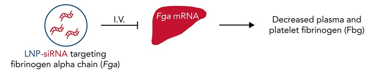A graphic that shows the modulating fibrinogen expression using lipid nanoparticle (LNP) delivery of small interfering RNA (siRNA) targeting the fibrinogen alpha chain (siFga). Visual used for the blog "Fine-tuning fibrinogen"