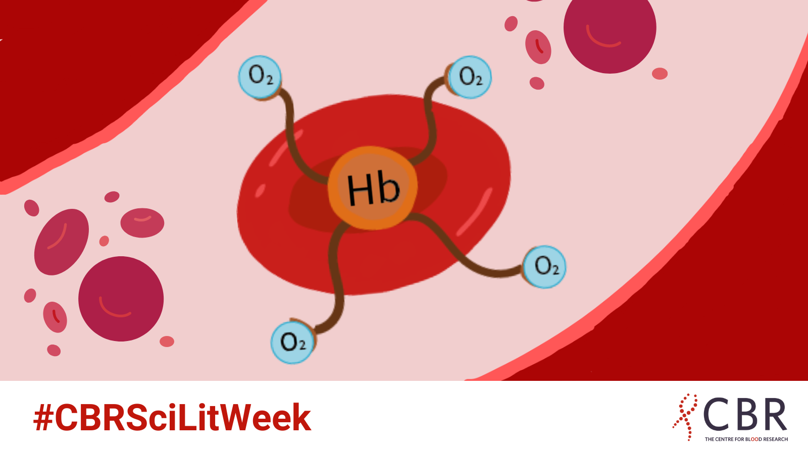 A red blood cell in the bloodstream with the Hb protein holding four oxygen molecules