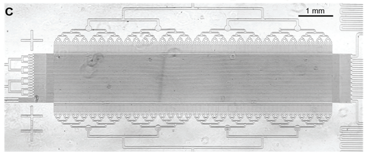 The microfluidic device used for rigidity assay. The image was captured under a microscope.