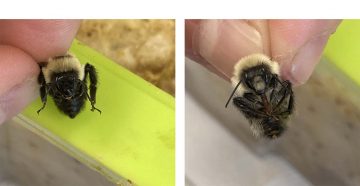 A female (left) and male (right) Bombus impatiens bumble bee. Note the hairy face of the male, like a mustache.