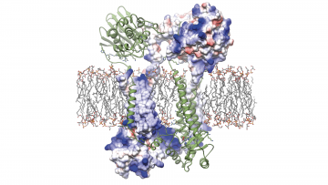 UBC study reveals how the protein Blar1 (pictured above) controls antibiotic resistance in Staphylococcus aureus.
