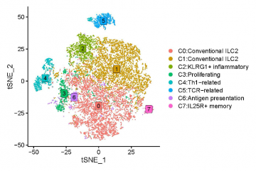 Figure 1: Graph-based clustering of ILC2s based on their transcriptional profiles, identifying eight subpopulations of ILC2s. Some specific populations may have a potential role in antitumor immune responses. Each dot represents a single cell. 